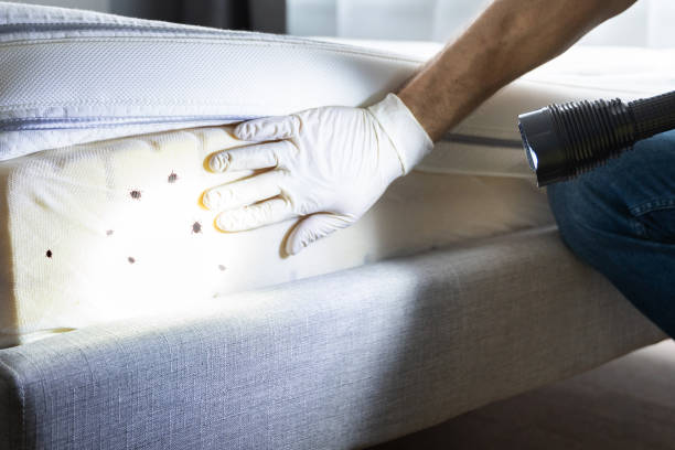 Best Termite Control Services  in Magee, MS